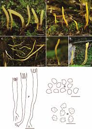 Attēlu rezultāti vaicājumam “Clavaria argillacea”