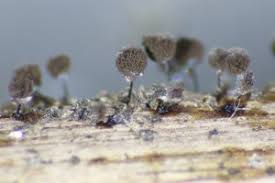 Attēlu rezultāti vaicājumam “Lamproderma elasticum”