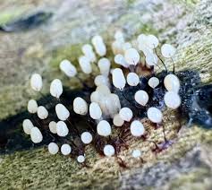 Attēlu rezultāti vaicājumam “Comatricha alta spores”