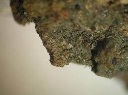 Attēlu rezultāti vaicājumam “Micarea sp.”