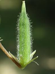Attēlu rezultāti vaicājumam “Oxalis corniculata fruit”