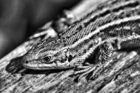 Attēlu rezultāti vaicājumam “Lacerta vivipara female”