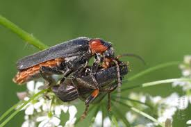 Attēlu rezultāti vaicājumam “Cantharis rustica imago”