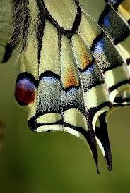 Attēlu rezultāti vaicājumam “Papilio machaon upperside”