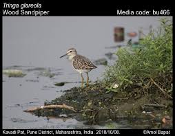 Attēlu rezultāti vaicājumam “Tringa glareola adult”