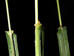 Attēlu rezultāti vaicājumam “Dactylis polygama”