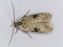 Attēlu rezultāti vaicājumam “Agonopterix hypericella”