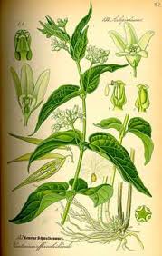 Attēlu rezultāti vaicājumam “Vincetoxicum hirundinaria fruit”