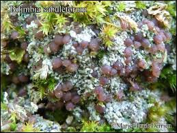 Attēlu rezultāti vaicājumam “Bilimbia tetramera”