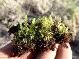 Attēlu rezultāti vaicājumam “Mnium”