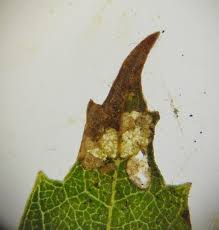 Attēlu rezultāti vaicājumam “Roeslerstammia erxlebella”