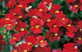 Image result for Elfenspiegel