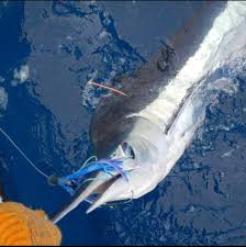 Image result for Istiompax indica