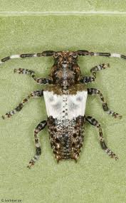 Attēlu rezultāti vaicājumam “Pogonocherus hispidulus”