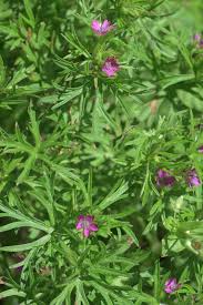 Attēlu rezultāti vaicājumam “Geranium dissectum leaf”