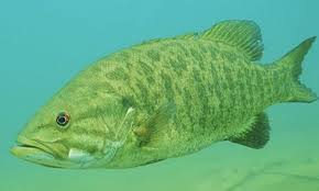 Image result for Micropterus salmoides