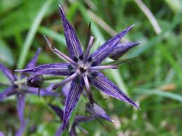 Attēlu rezultāti vaicājumam “Swertia perennis flower”