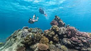 Image result for Seaquest Divers