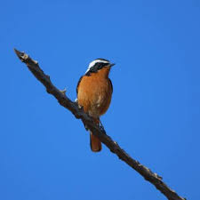 Image result for Phoenicurus moussieri