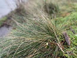 Attēlu rezultāti vaicājumam “Festuca rubra subsp. rubra fruit”