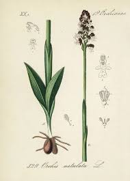 Attēlu rezultāti vaicājumam “Orchis ustulata”