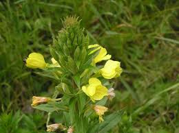 Image result for Oenothera biennis