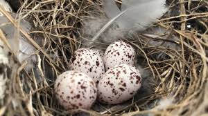Attēlu rezultāti vaicājumam “Erithacus rubecula nest”