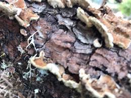 Attēlu rezultāti vaicājumam “Trichaptum abietinum”