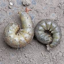 Attēlu rezultāti vaicājumam “Agrotis ripae larva”