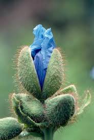 Image result for Meconopsis betonicifolia