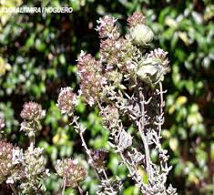 Attēlu rezultāti vaicājumam “Bayeriola thymicola”