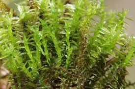 Attēlu rezultāti vaicājumam “Meesia triquetra”