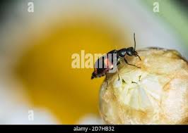Attēlu rezultāti vaicājumam “Anthocomus fasciatus”