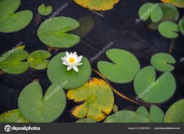 Attēlu rezultāti vaicājumam “Nymphaea candida flower”