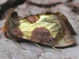 Attēlu rezultāti vaicājumam “Diachrysia tutti”