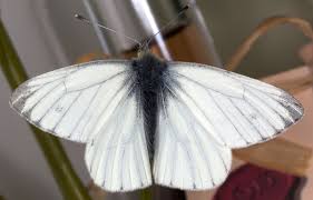 Attēlu rezultāti vaicājumam “Pieris napi male”