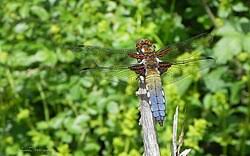 Attēlu rezultāti vaicājumam “Libellula depressa male”