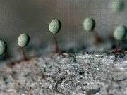 Attēlu rezultāti vaicājumam “Physarum notabile”