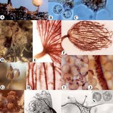 Attēlu rezultāti vaicājumam “Cribraria rubiginosa spores”