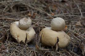 Attēlu rezultāti vaicājumam “Geastrum fimbriatum”