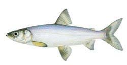 Image result for Coregonus artedi