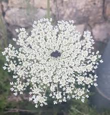 Attēlu rezultāti vaicājumam “Daucus carota subsp. carota fruit”