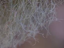 Attēlu rezultāti vaicājumam “Ramalina thrausta”