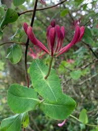 Attēlu rezultāti vaicājumam “Lonicera caprifolium”