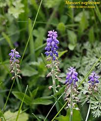 Attēlu rezultāti vaicājumam “Muscari neglectum”