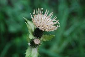 Attēlu rezultāti vaicājumam “Cirsium oleraceum”