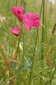 Attēlu rezultāti vaicājumam “Lathyrus tuberosus bud”