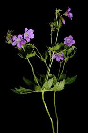 Attēlu rezultāti vaicājumam “Geranium sylvaticum”