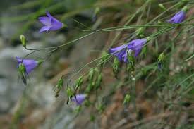 Attēlu rezultāti vaicājumam “Campanula rotundifolia leaf”