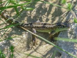 Attēlu rezultāti vaicājumam “Lacerta agilis female”